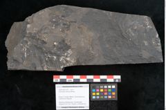 Foto (Objekt + Etikett) von Sohizopteris lactuca Sternbg. (NHMW-GEO-2024-0188-10787)